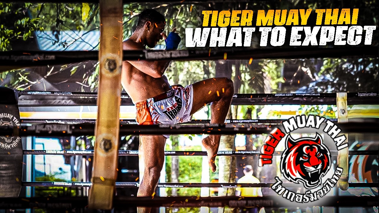 Tiger Muay Thai Training (Highlights)