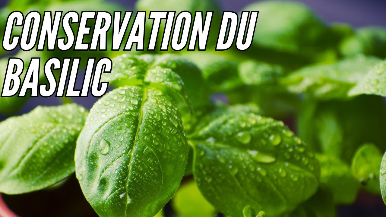 Comment Conserver le Basilic pendant plusieurs mois. Tuto cuisine!