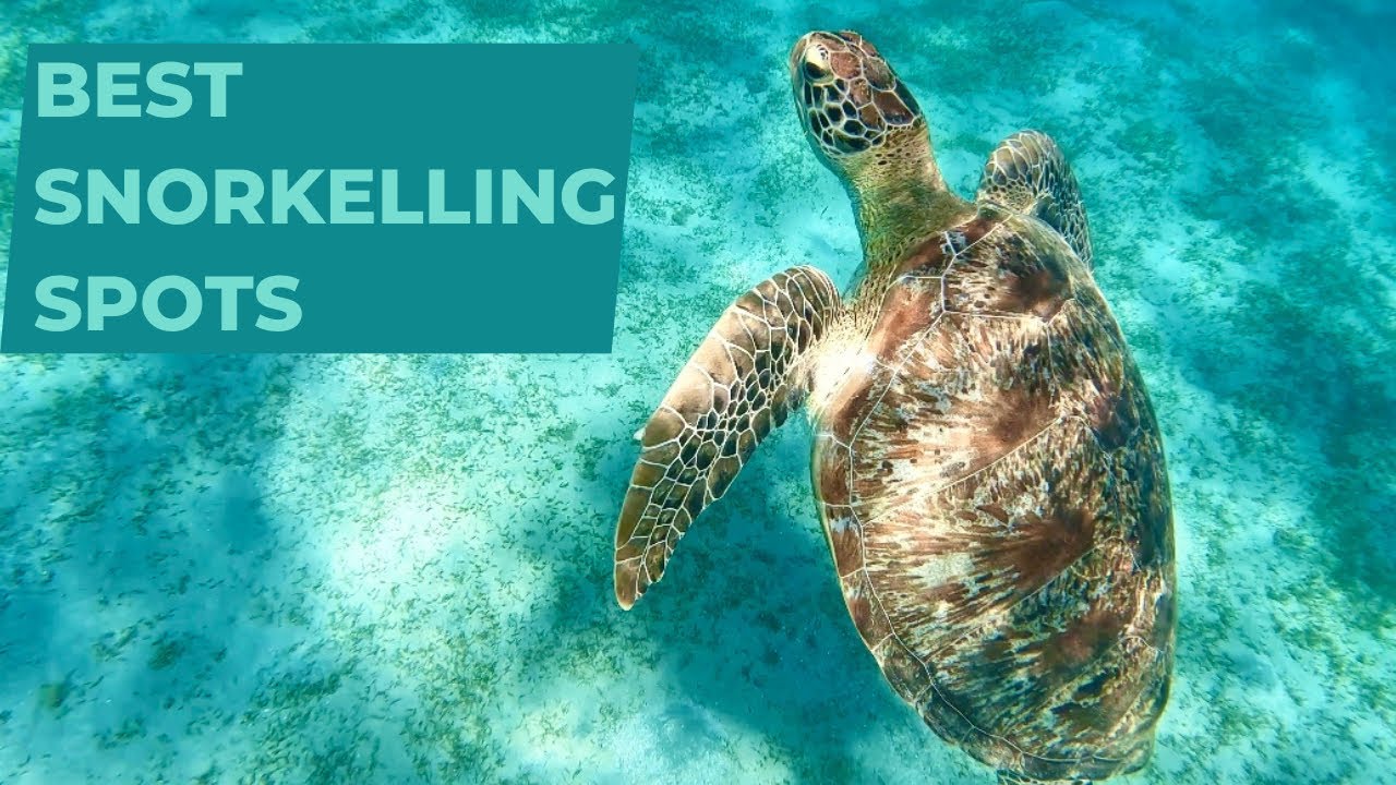 You have to visit these Snorkelling spots in Egypt|Diving & Snorkelling|Marsa Alam,Hurgada,Soma Bay