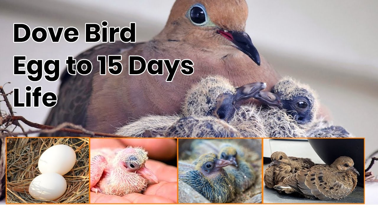 Dove bird growing egg to 15 days live journey | Bird baby Growth | Mourning Bird 0 to 15 days life