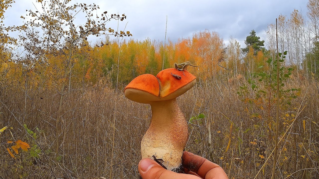 Вперёд по грибным местам!