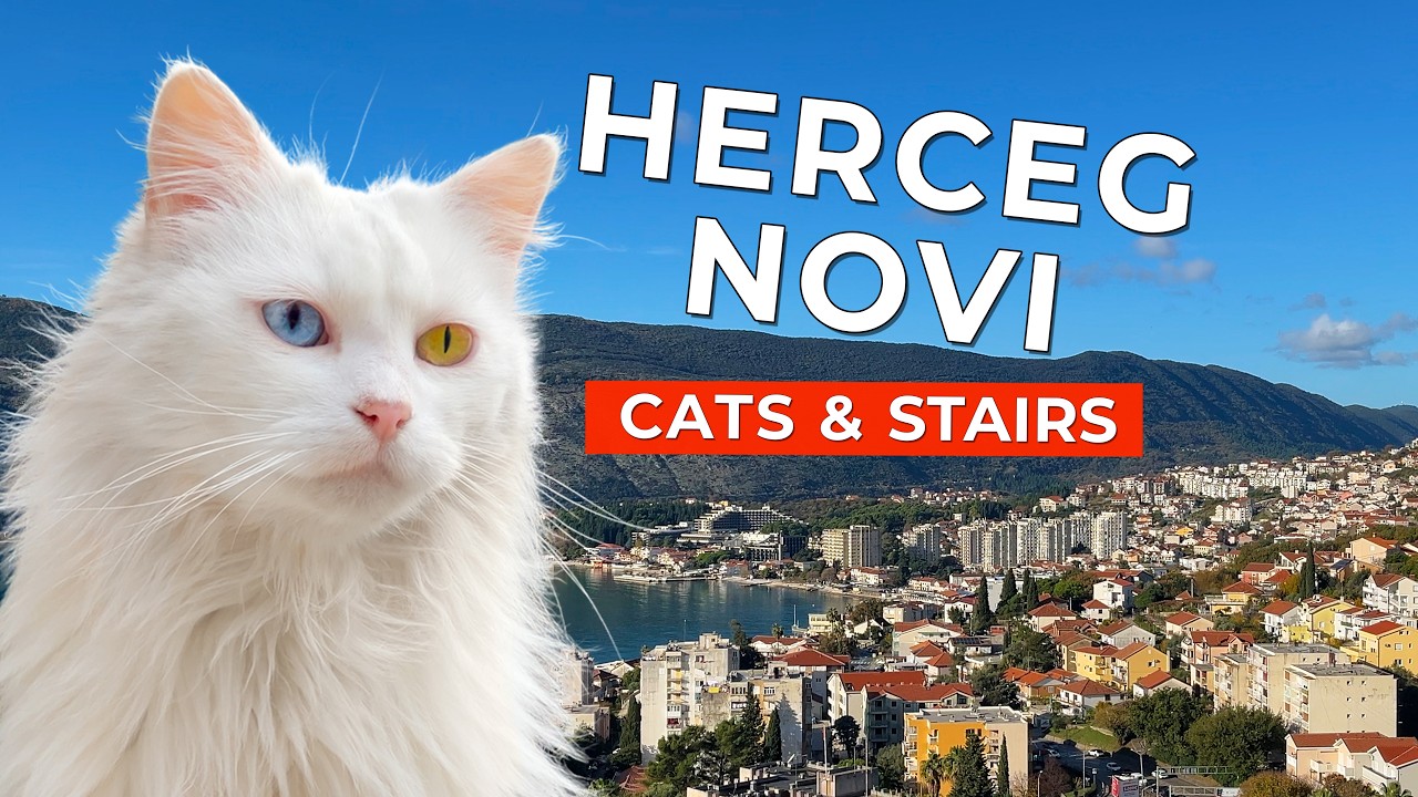 🙀 Самые Благородные Коты Живут Здесь – Херцег-Нови, Черногория | Короткометражный Фильм о Кошках 4K