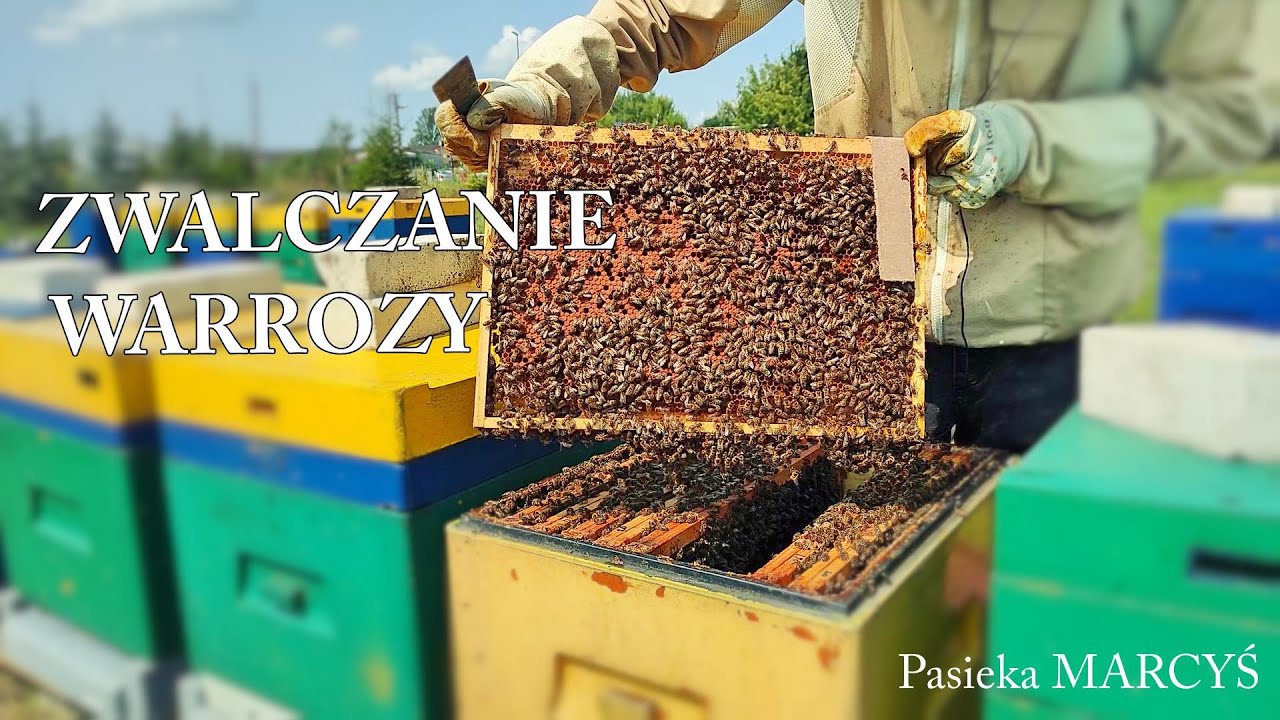 Walczymy z warrozą u pszczół. Co warto wiedzieć?