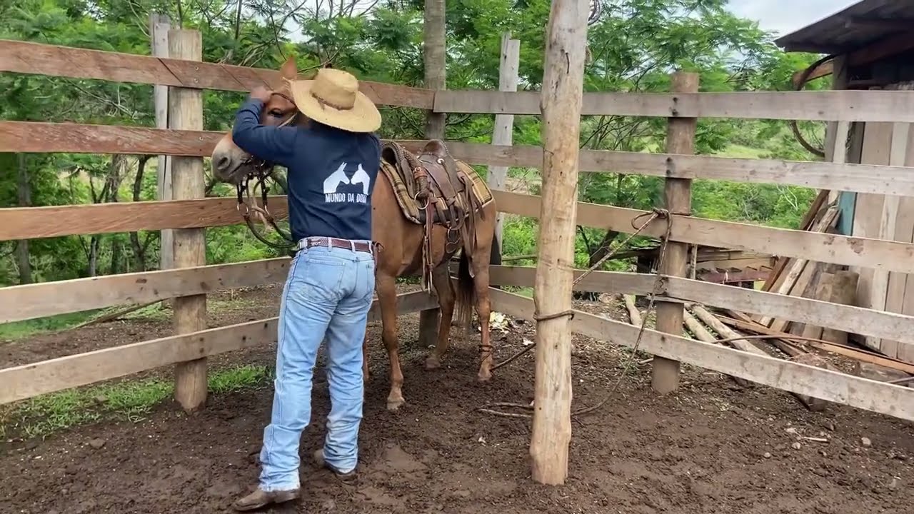“Domador tentou montar na Mula Xucra e caiu de cara na Lama 🤣