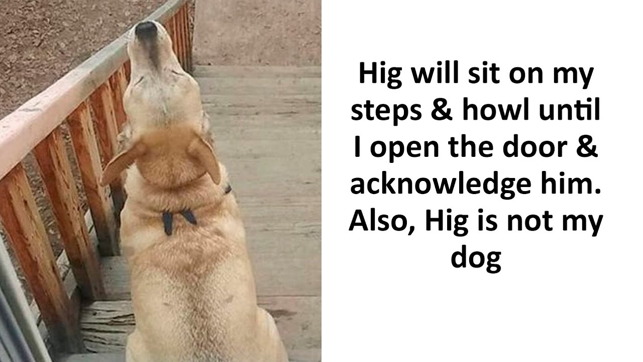 Funny Dog Memes That Will Brighten Your Day