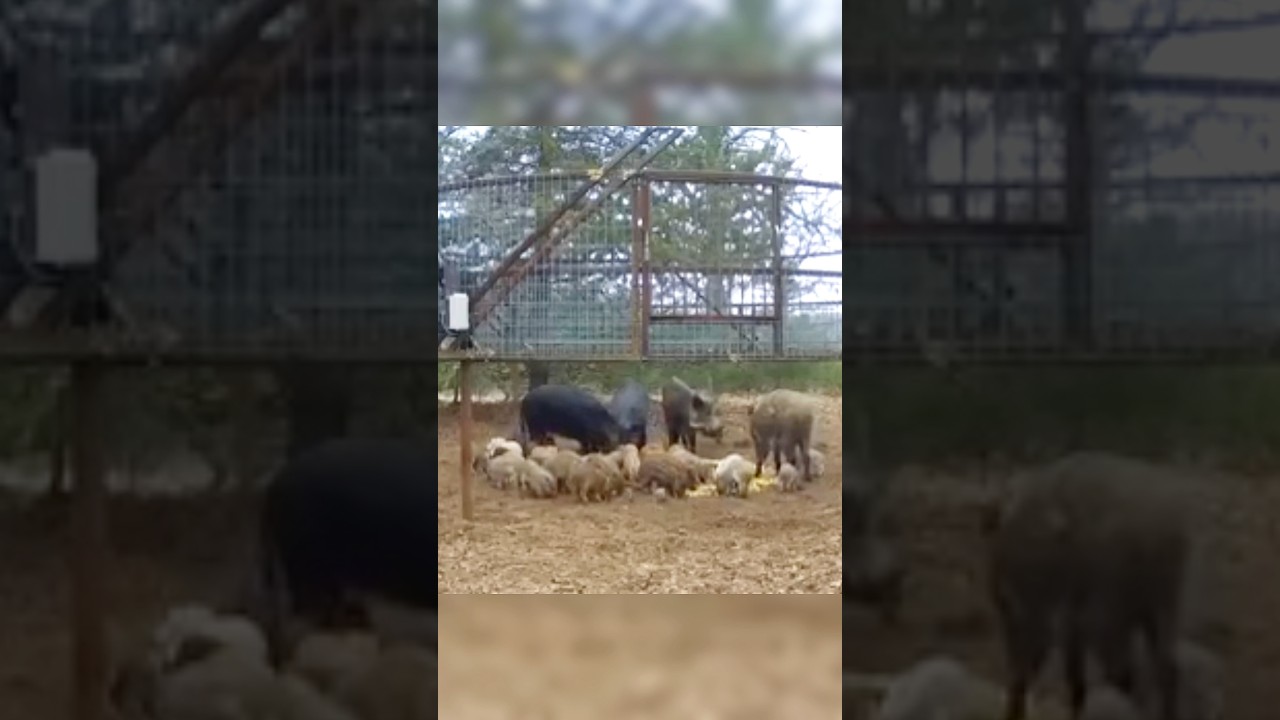 "Boar Trapping Success – Net Capture!" 