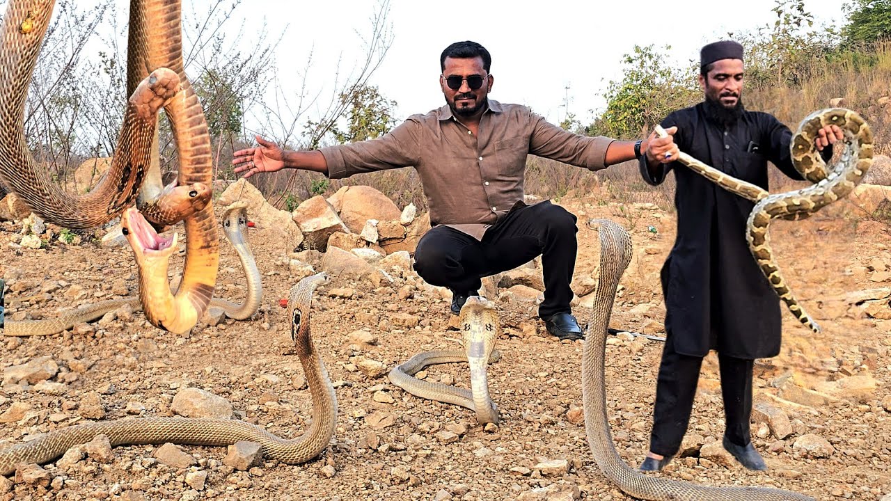 #Indian #spectacled cobra snakes Release.. పాముల్ని అడవిలో వదిలిపెట్టడం జరిగింది