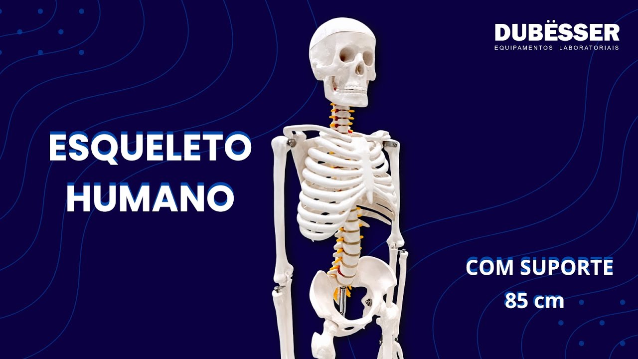 Esqueleto Humano 85 cm - Sdorf