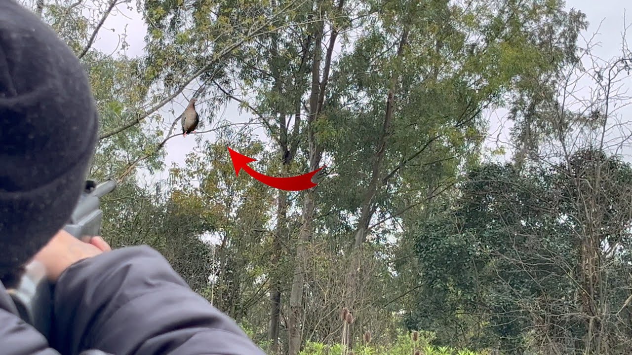 CACERIA Y SUPERVIVENCIA CON AIRE COMPRIMIDO Y RESORTERA(COMIENDO SOLO LO QUE CAZAMOS)