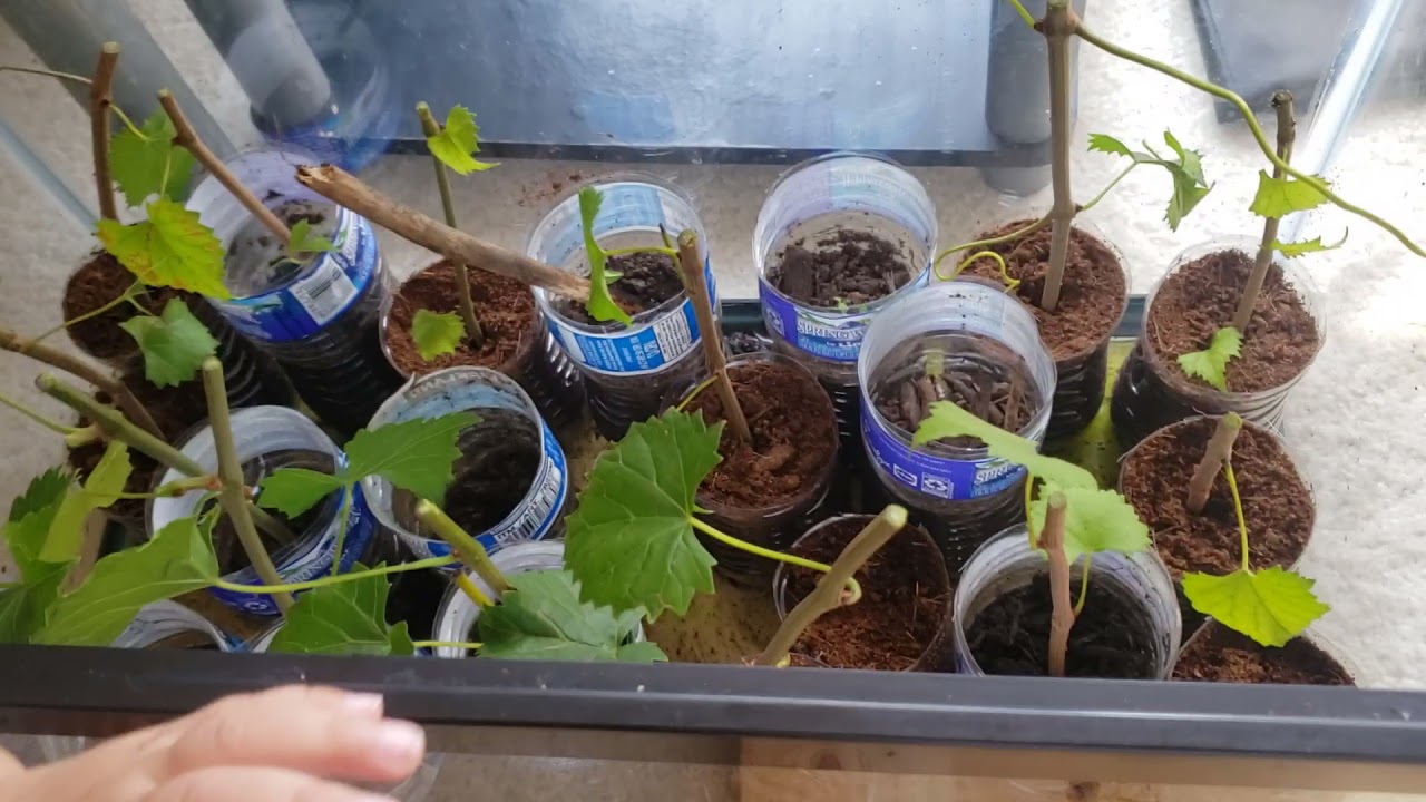 How I make more muscadines from cuttings.