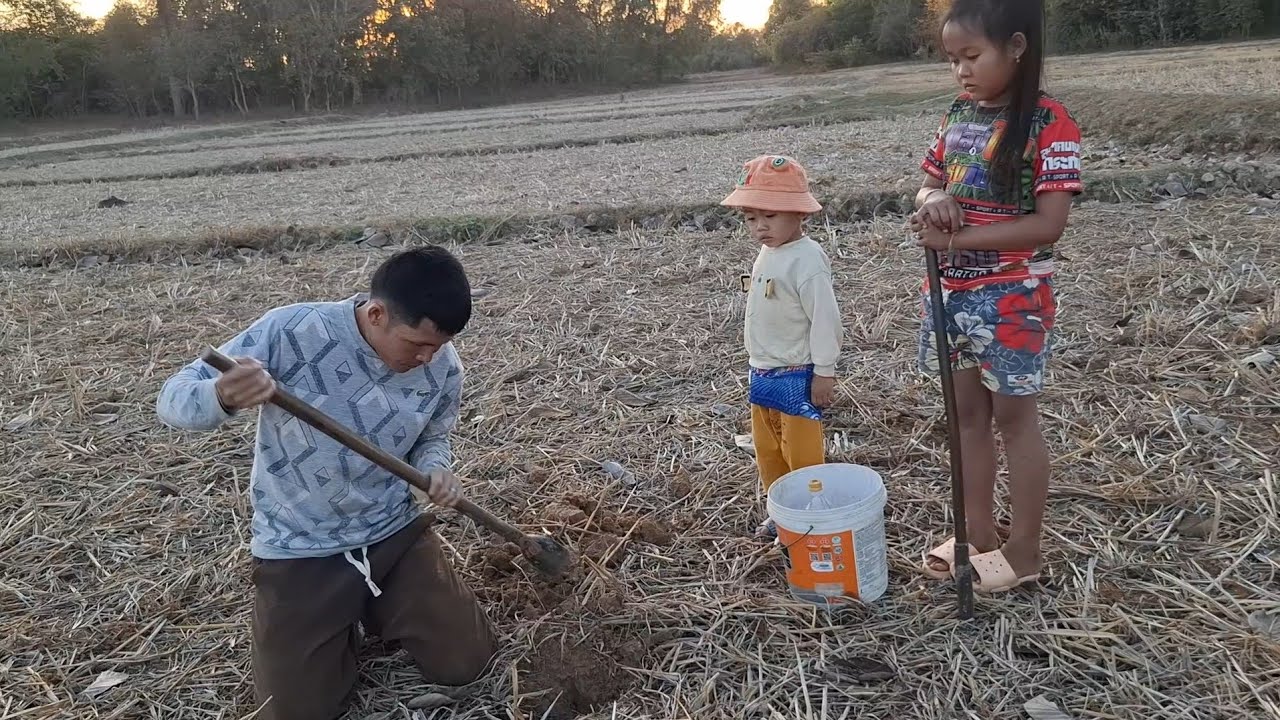 พากันหาขุดเขียดขุดปูนาป้าลุง 24 มกราคม ค.ศ. 2026