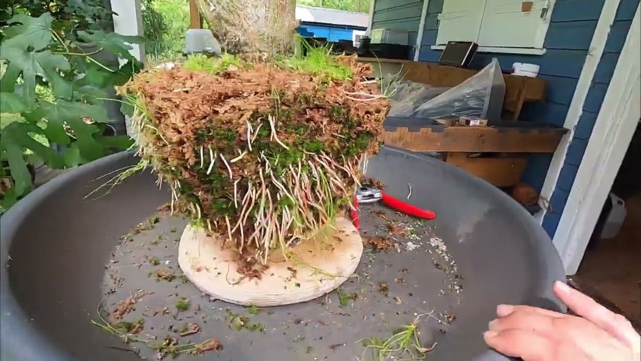 Mega Abmoosung Acer Palmatum 12cm Durchmesser und Abmoosung &uuml;ber Abmoosung