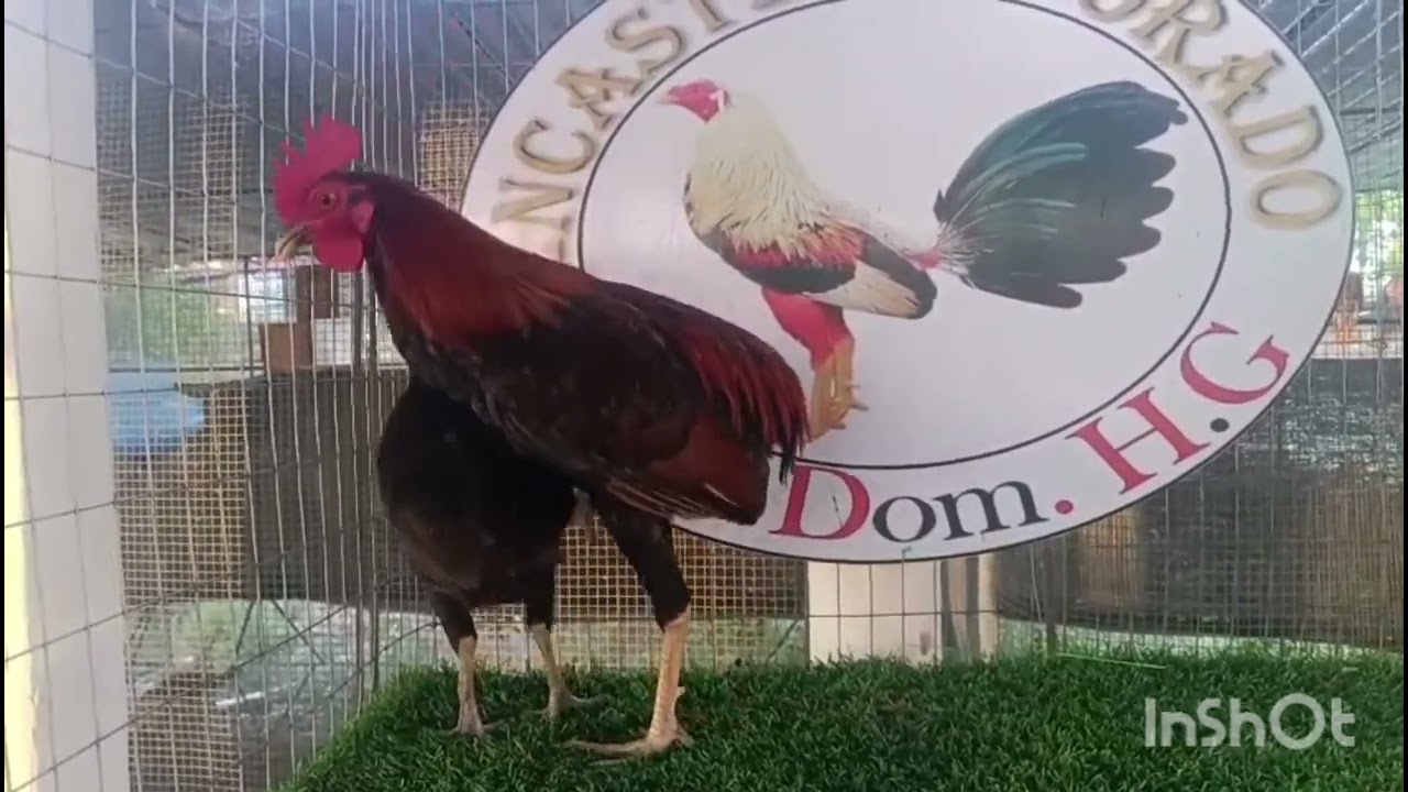 Gallos finos dominicano
