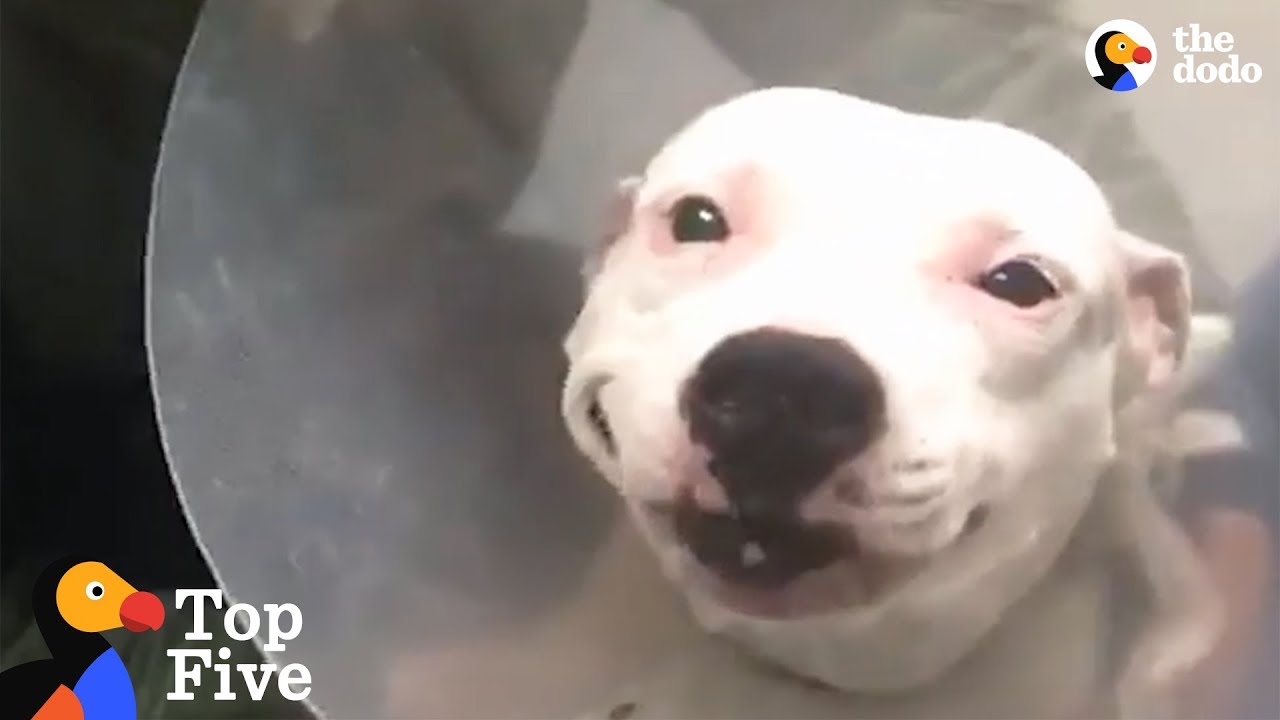 Dog With Broken Legs Finds Family Who Helps Her Heal + Dog Rescue Transformations | The Dodo Top 5