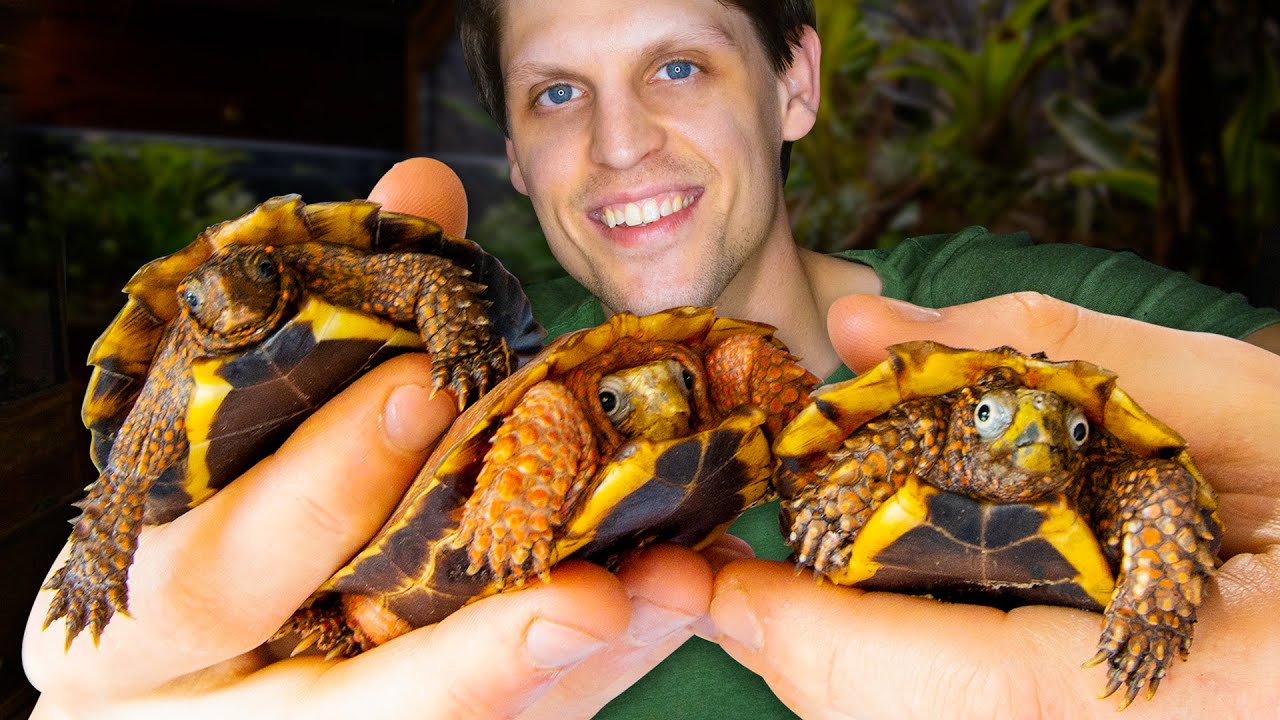 Finally Getting Turtles! Crazy Adventure to Find the Perfect Turtle