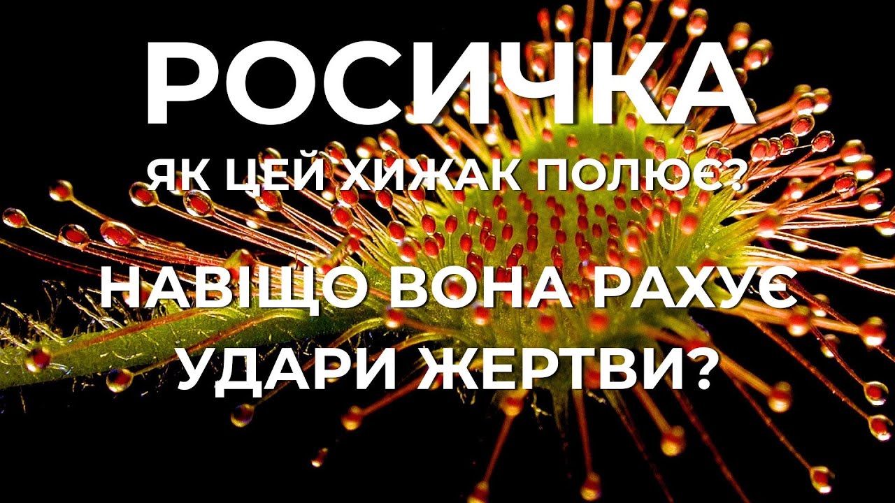Росичка: Навіщо цей хижак рахує удари жертви? Як ця рослина полює?