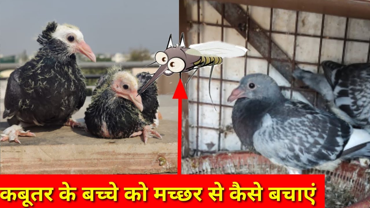 Kabutar ke Bache ko machchar se kese Bachaye