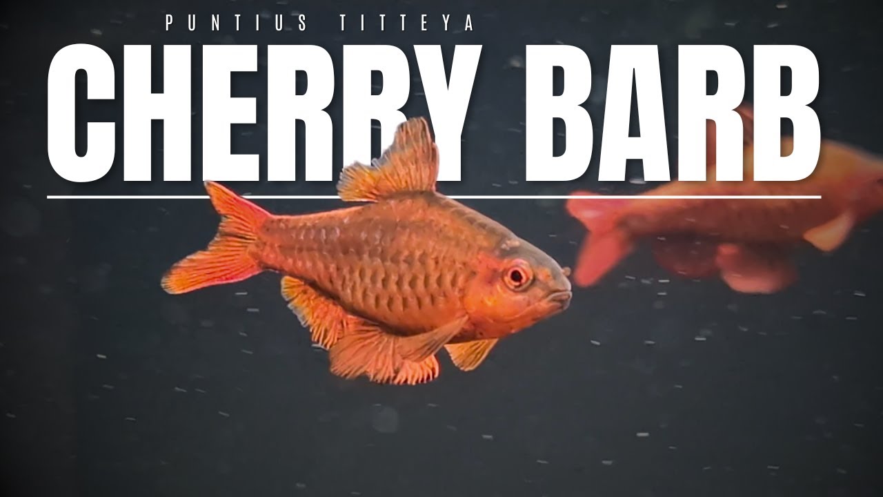 The ideal beginners fish: Cherry barb care guide