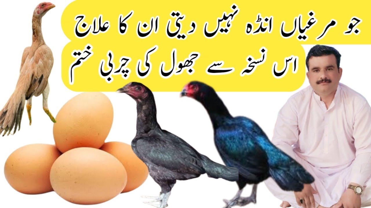 Aseel Murgi Ki Jhool Ki Charbi Ka Ilaj l Murgi Anda Khu Nahi Dati Ha Is Ka Ilaj l Abbas Modern Aseel