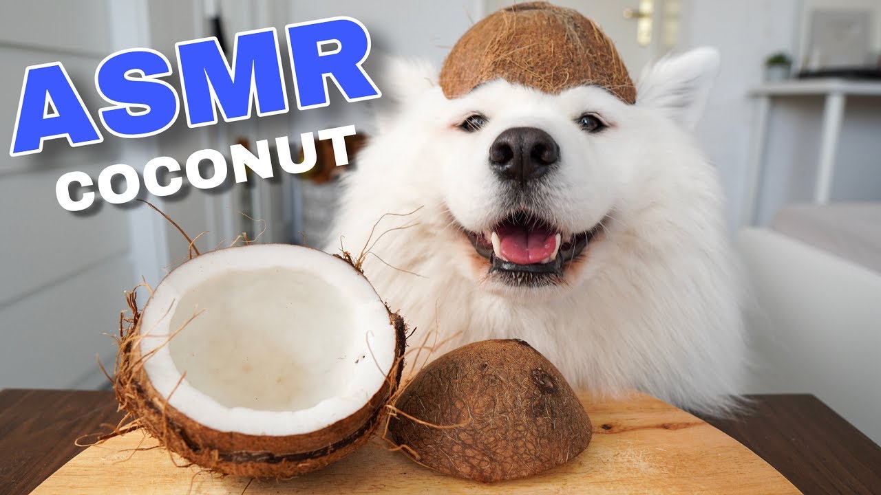 Dog Eating Crunchy Coconut