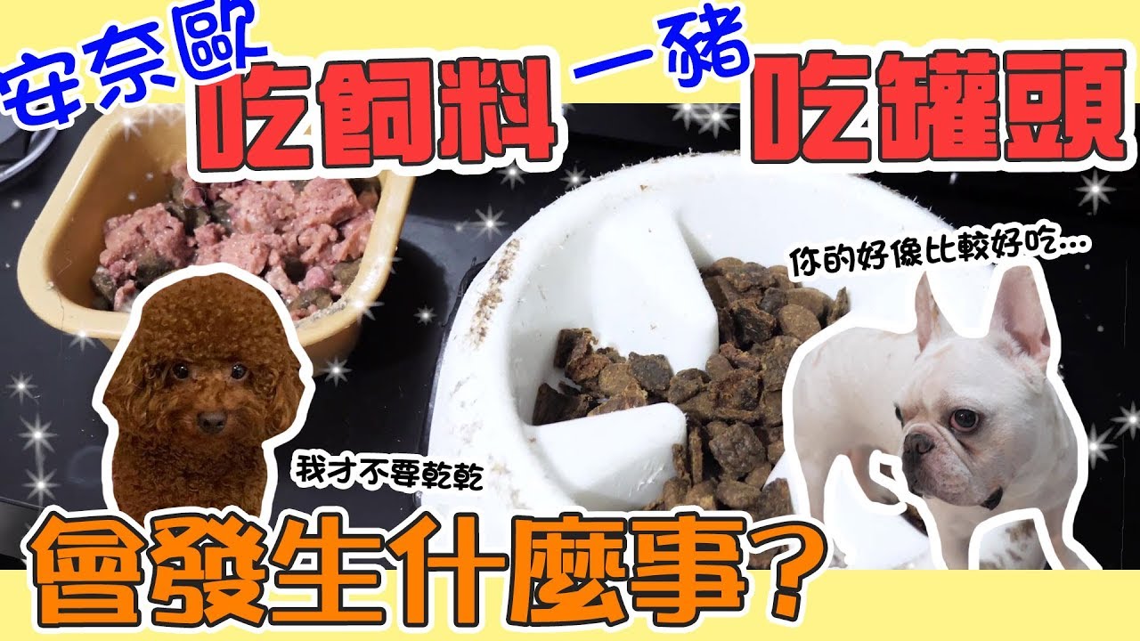 一豬小公主｜安奈歐吃飼料 一豬吃罐頭 會發生什麼事?