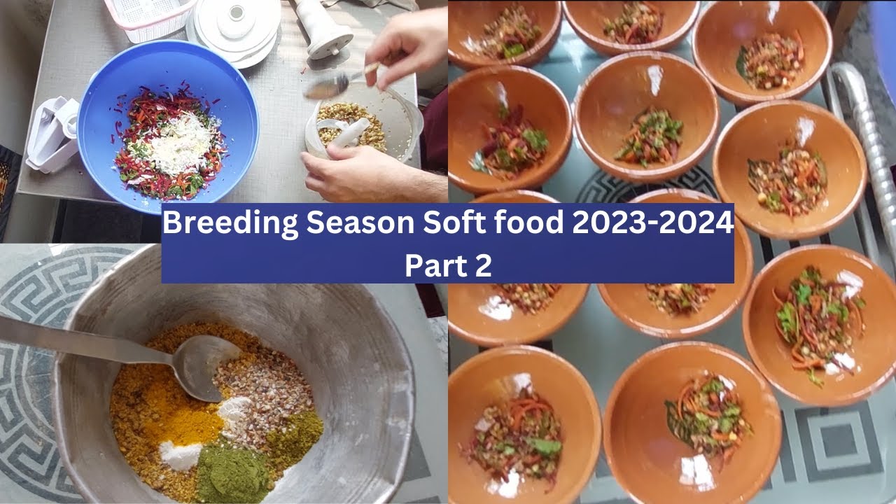 Breeding Season soft food Part 2 | HWI Aviary | Breeding Season