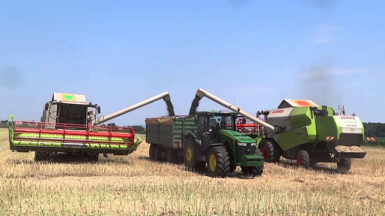 Repce betakarítás repcét a Szabadegyházi Agrár Zrt. területein.