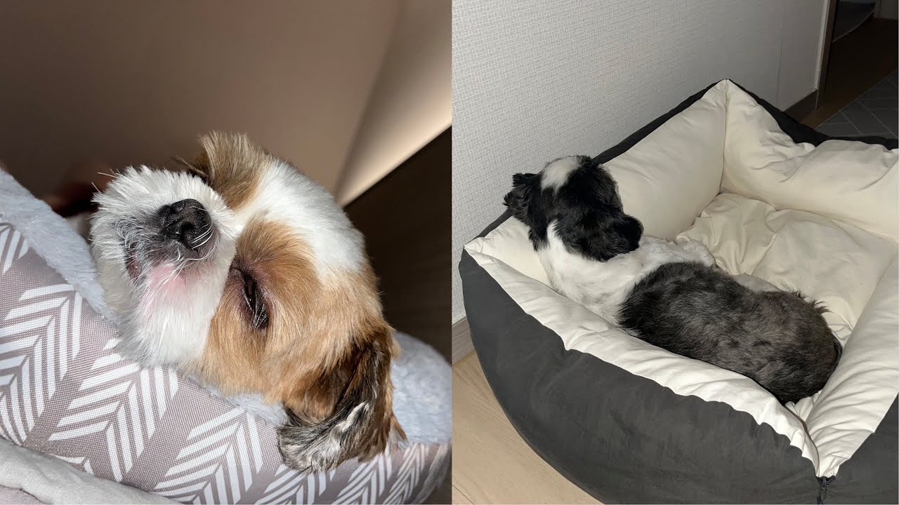 정~~~말 아무것도 안 하는 졸려운 영상ㅋㅋㅋㅋ #시츄