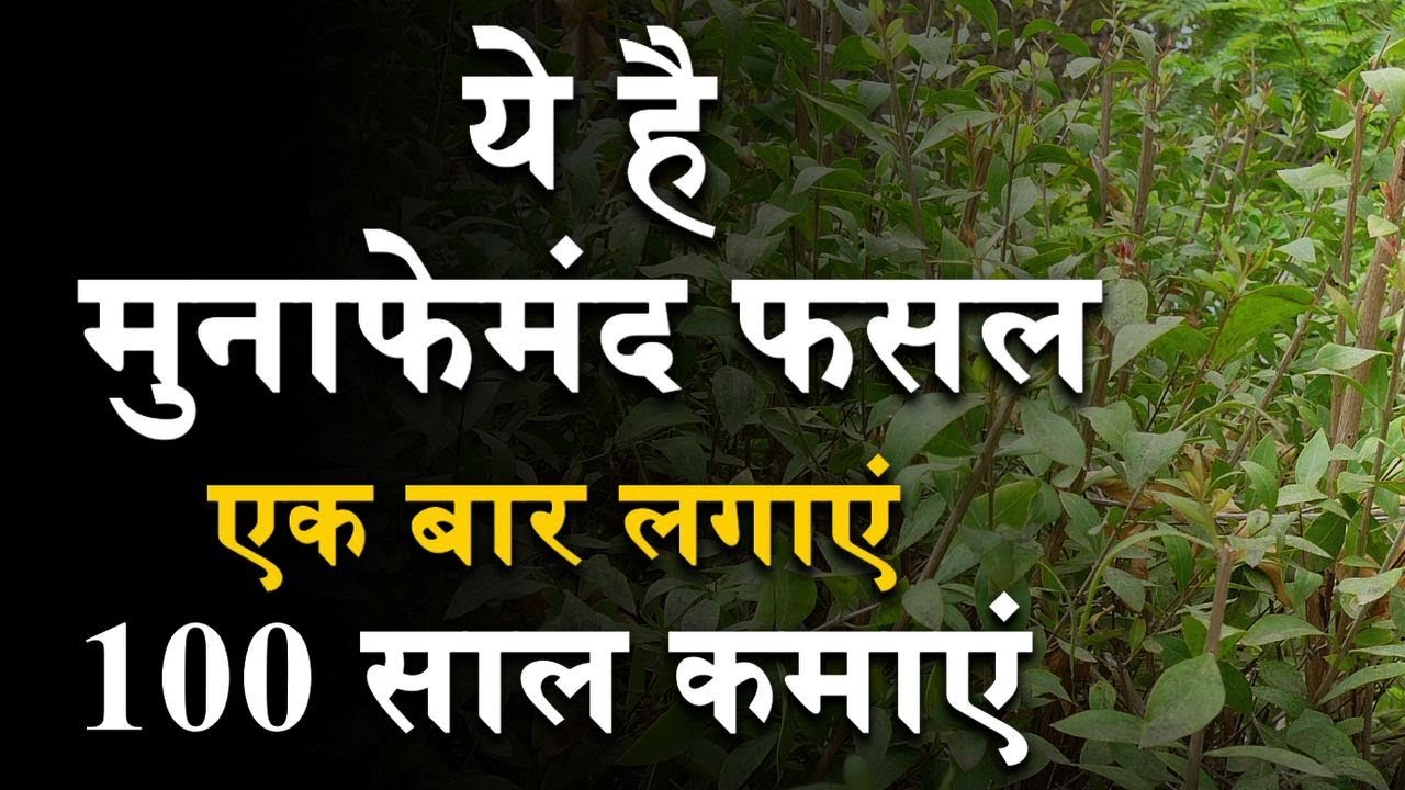 Kisano के लिए Profitable Crop मेहंदी की Kheti - कम लागत में Henna (Mehndi)Farming से लाखों कमायें