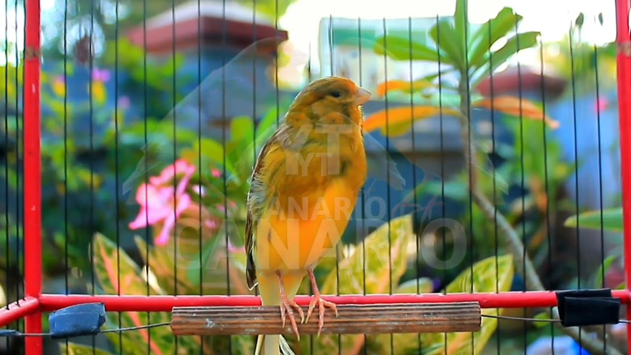 Canto lindo em HD do canário belga — perfeito para treinar e estimular o acasalamento! 251