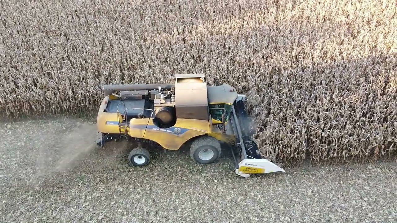 moisson mais grain 2021