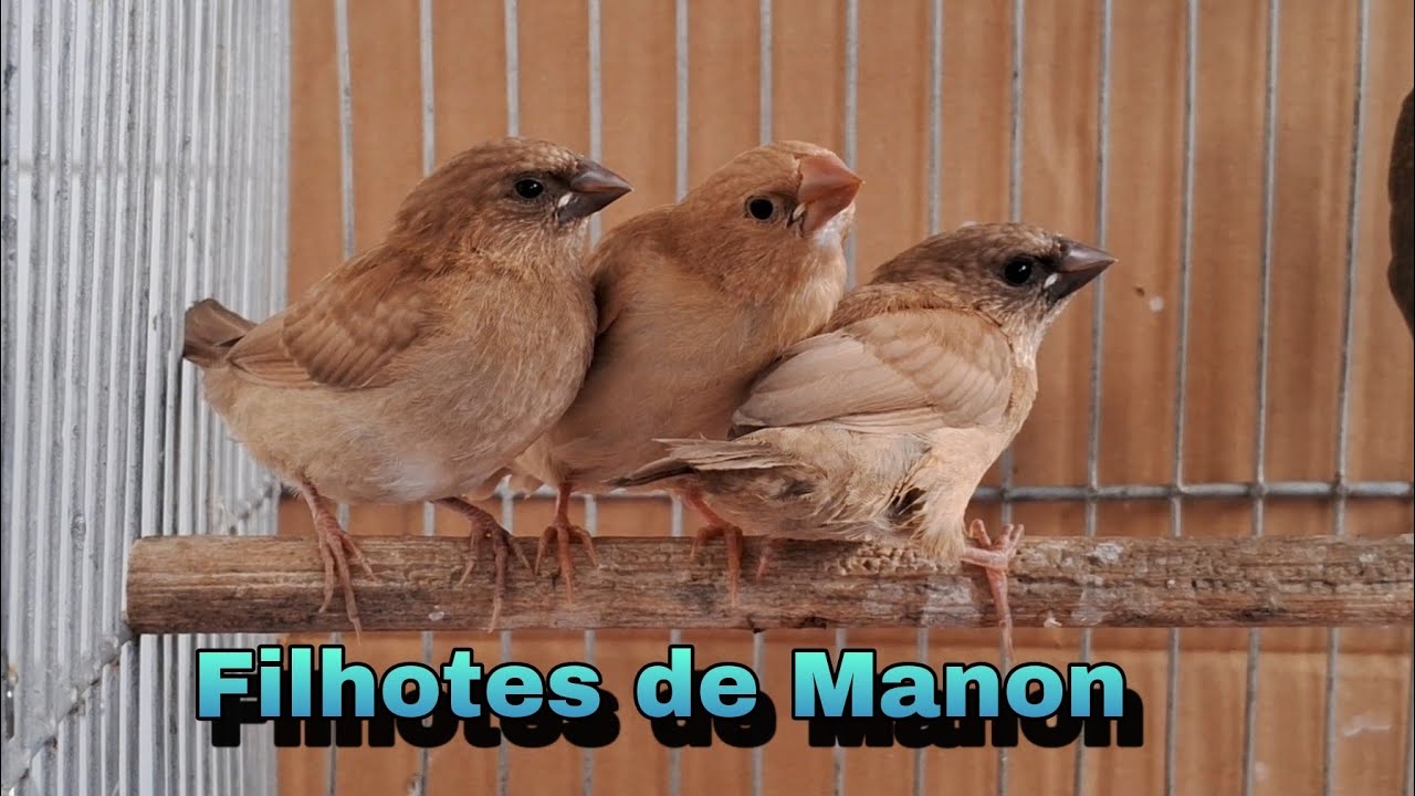 Filhotes de Manon com 25 dias de vida. Eles já saiu do ninho