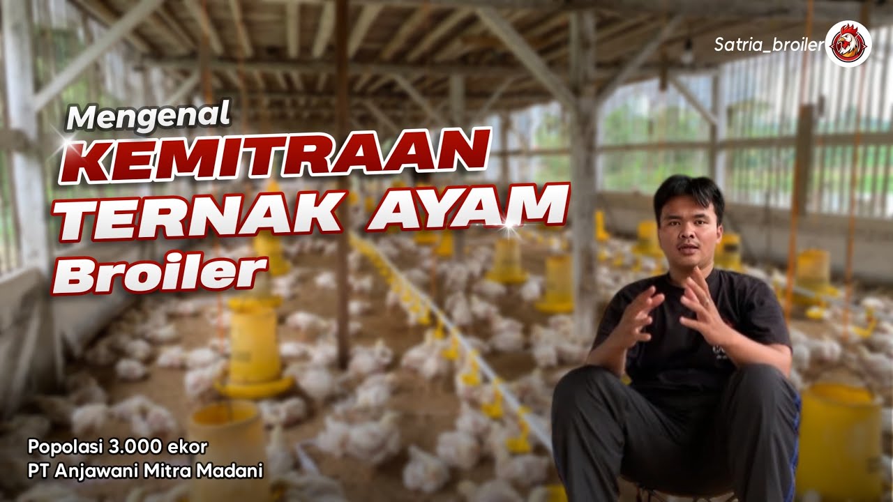 MENGENAL KEMITRAAN TERNAK AYAM, bekerjasama antara perusahaan dan peternak!!