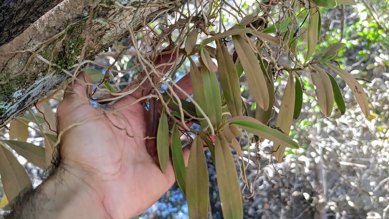 🌼Orquídeas nativas de Mato Grosso. Mais uma expedição na natureza#orquídeas #natureza