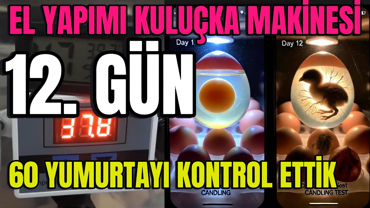 El Yapımı Kuluçka Makinesi 2025 🐣 | 12. Gün: 60 Yumurta Kontrol Edildi! Boş ve Dolu Yumurtalar 🥚