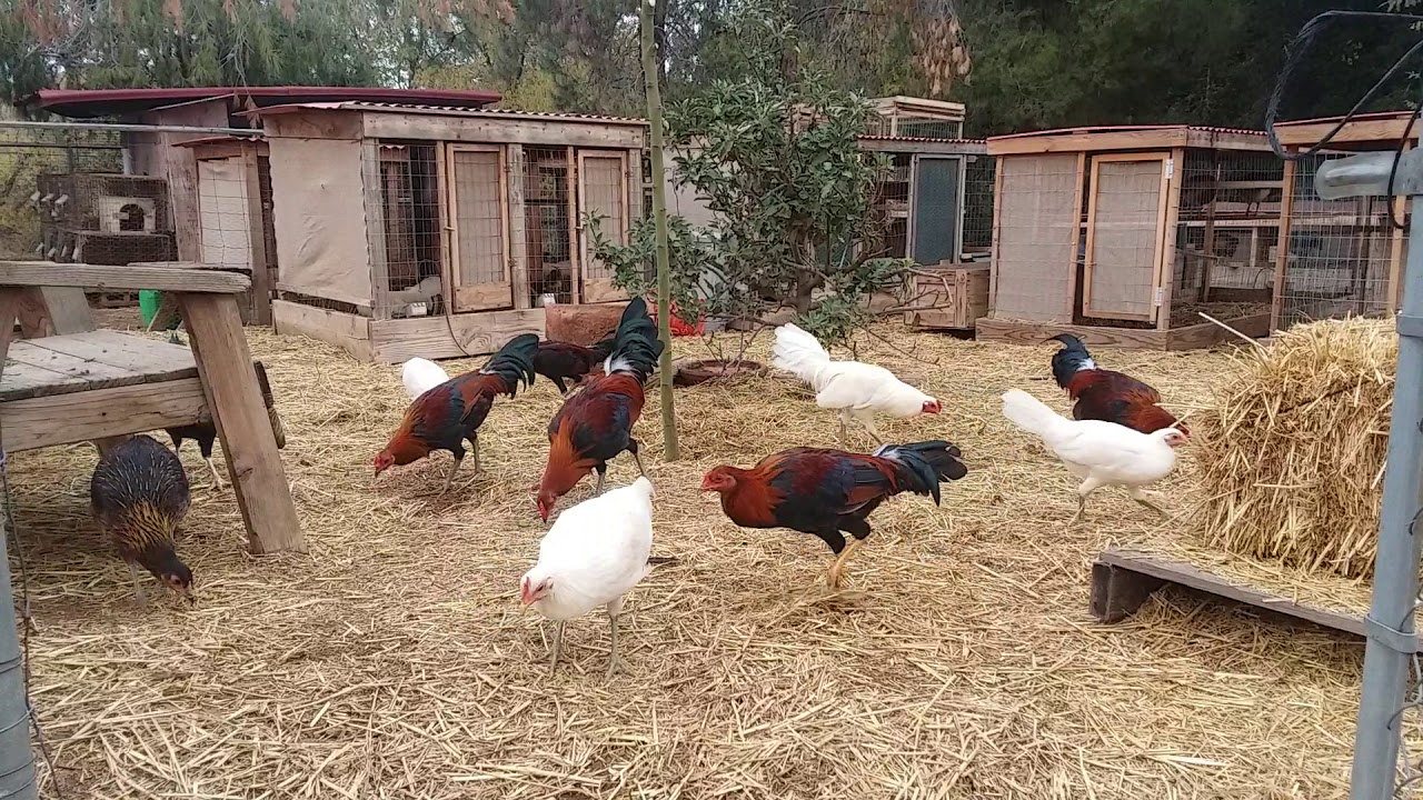 American gamefowl - free range farm