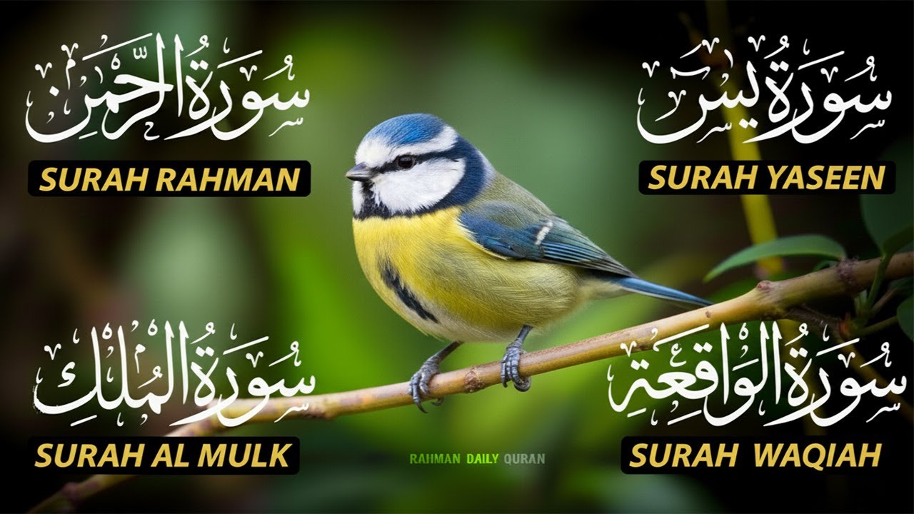 Beautiful Surah Yaseen (Yasin) | Surah Rahman | Surah Waqiah | Surah Mulk |