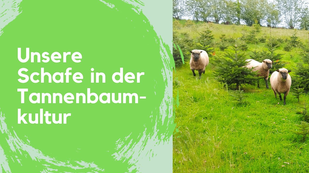 Unsere Shropshire-Schafe in der Tannenbaumkultur