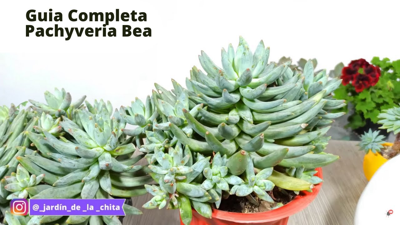 Pachyveria bea Cuidados Y Reproduccion