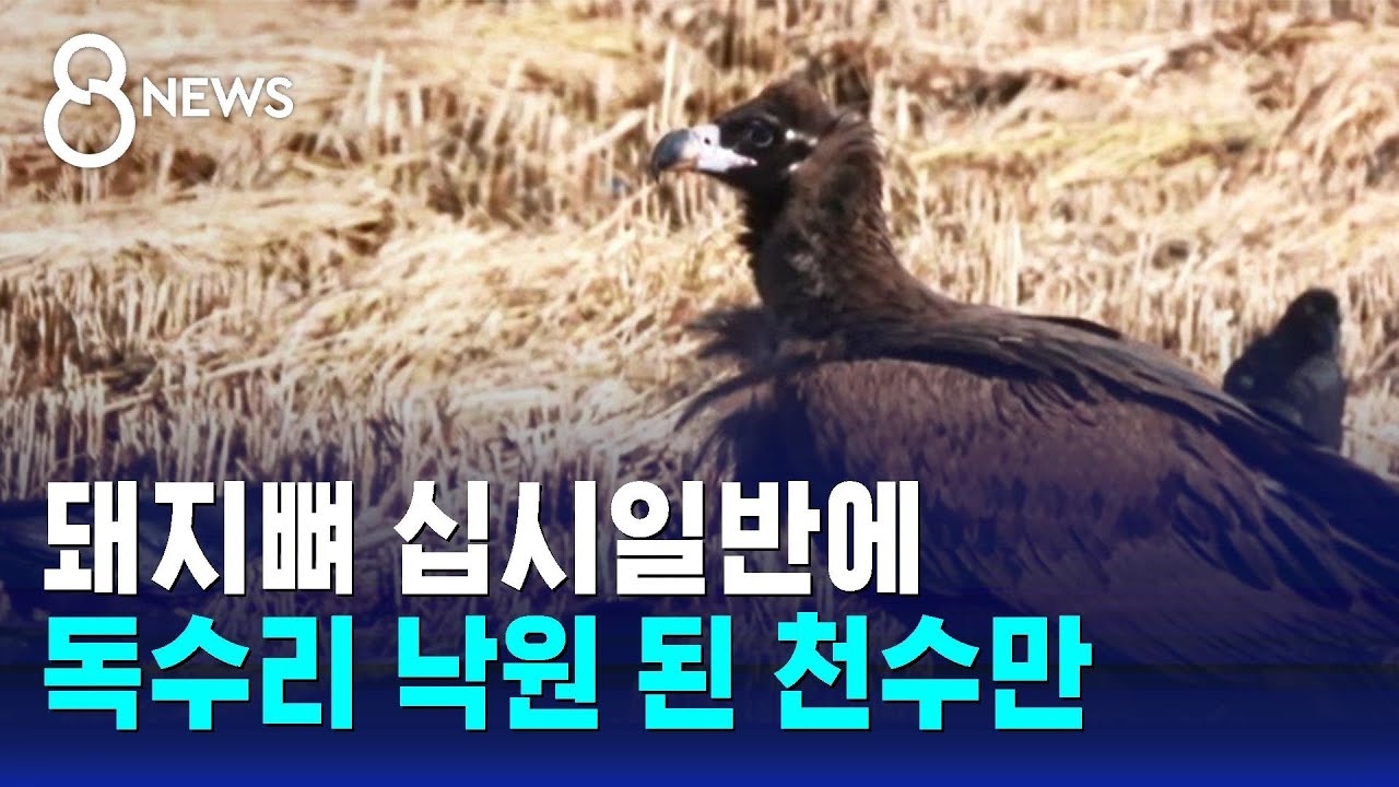 '돼지뼈' 먹이에 십시일반…독수리 낙원 된 천수만 / SBS 8뉴스