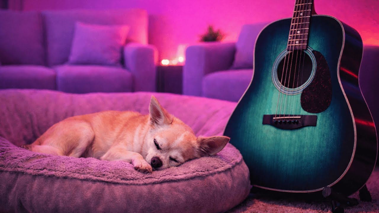 Dog TV | 10 Hours of Soft Guitar for Calm Dogs