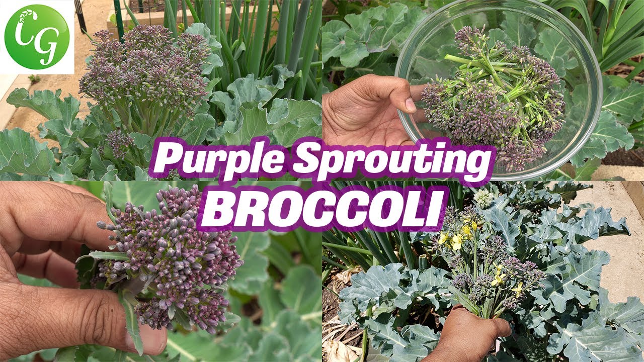 Growing Purple Sprouting Broccoli: A Beginner's Guide to Garden Success