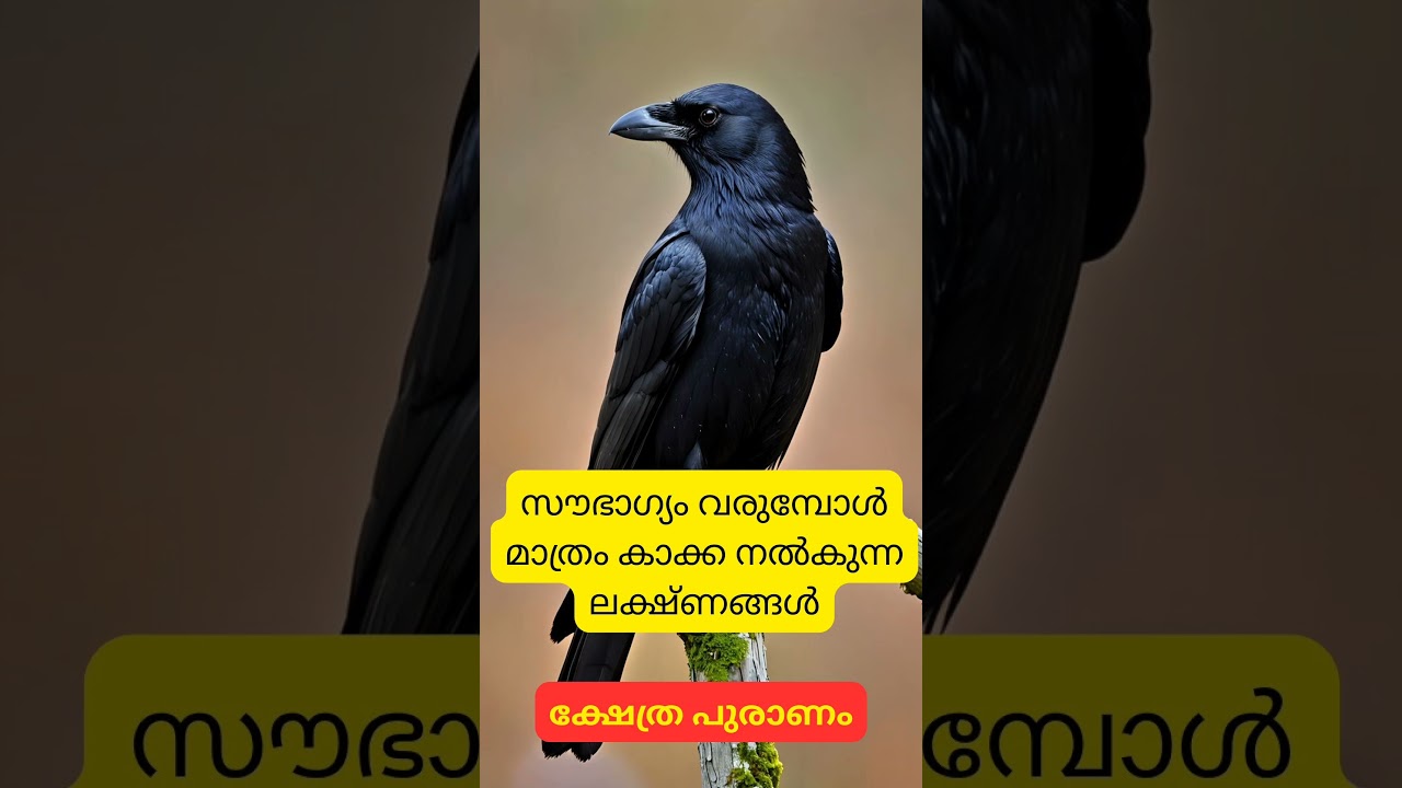 സൗഭാഗ്യം വരുമ്പോൾ മാത്രം കാക്ക നൽകുന്ന സൂചനകൾ #astrology #shorts #shortsfeed #krishna #horoscope