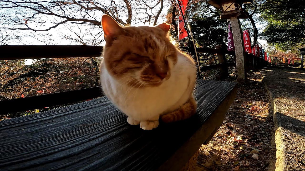 頑張れ野良猫！冬の寒い日の強風はきついです