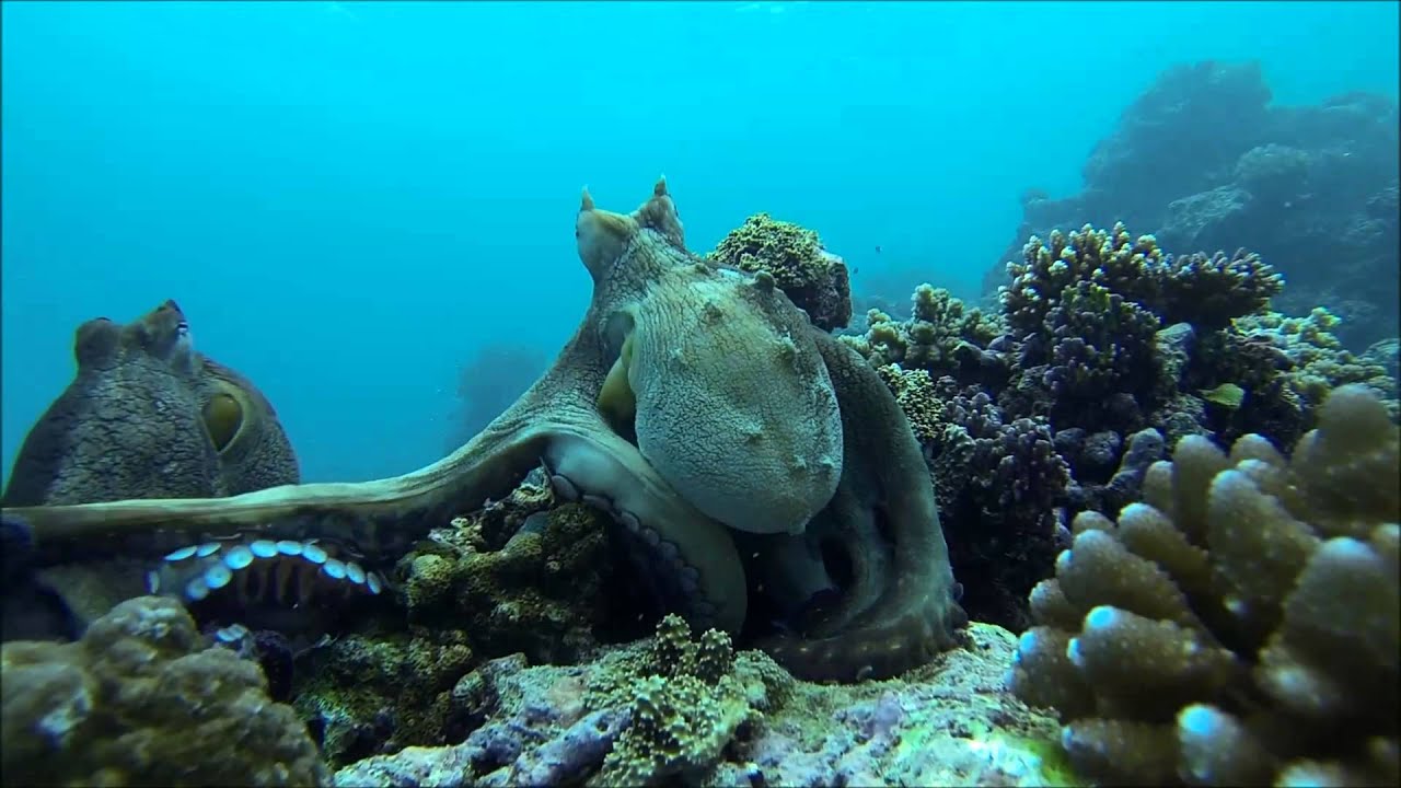 Octopus Fighting