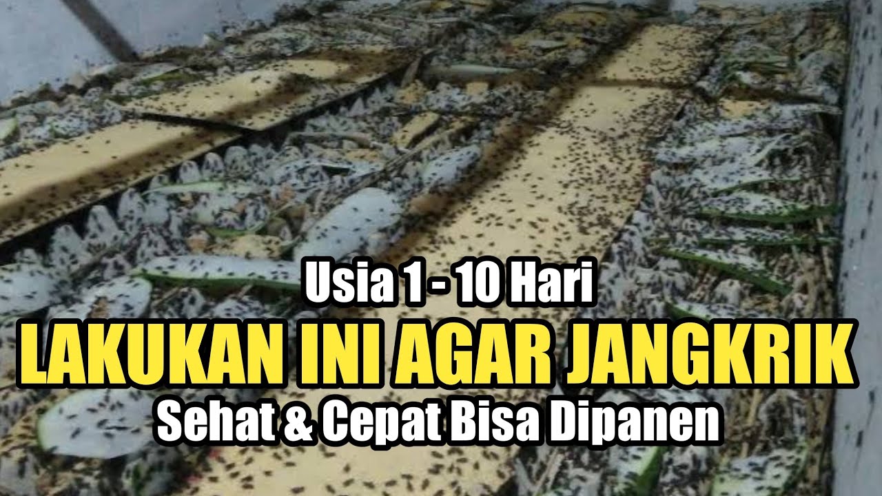 Cara Perawatan Jangkrik Umur 1-10 Hari Agar Cepat Dipanen