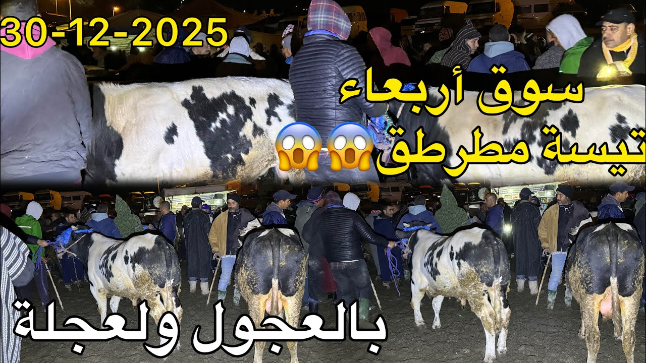 سوق أربعاء تيسة مطرطق😱😱 بالعجول كسابية كزارية وضروبة سن حليب ثنية 30/12/2025