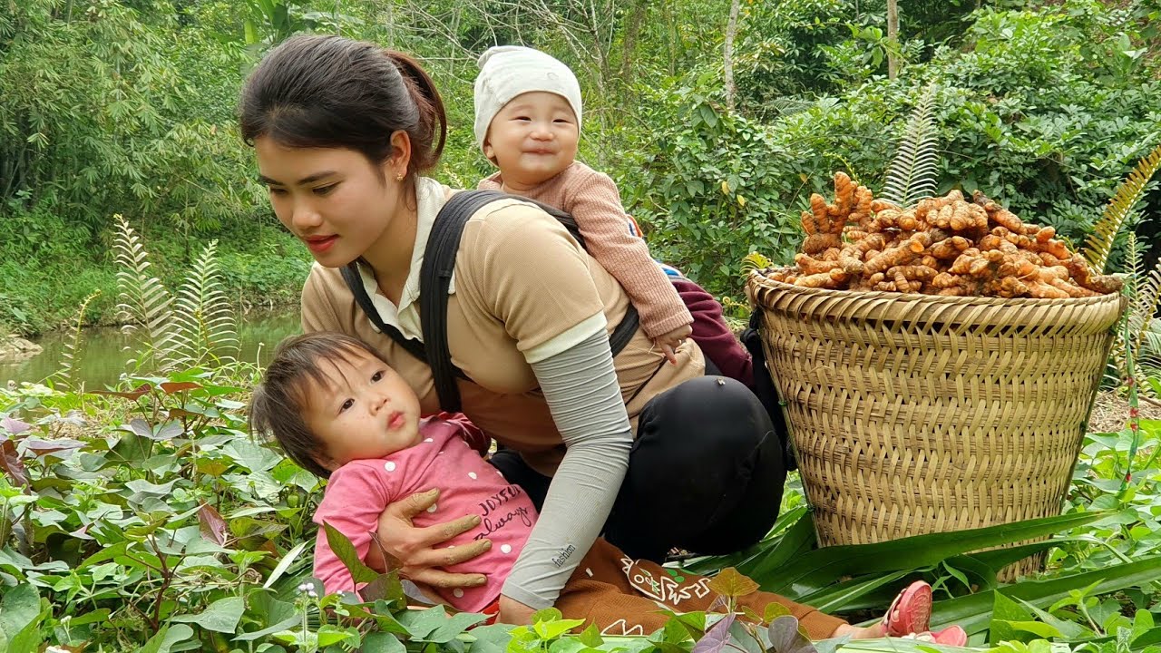 Harvest Ginger, Turmeric market sell - Apply manure to the Vegetable garden | Warm with two children