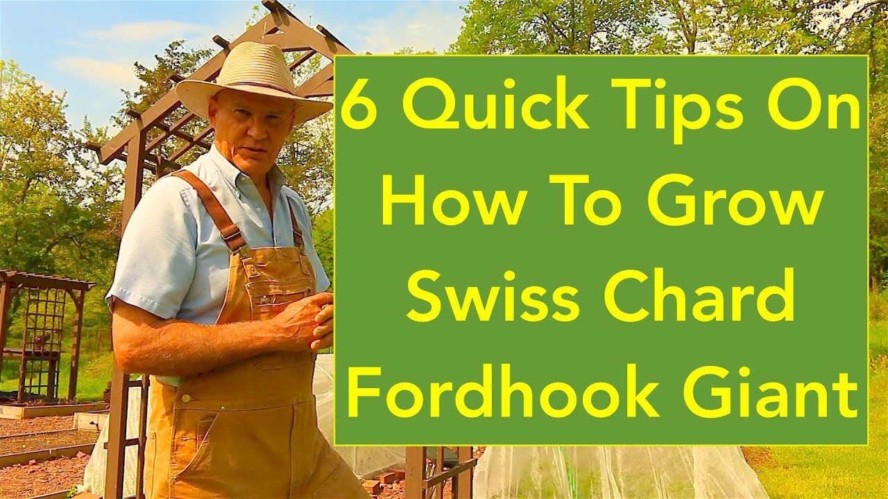 6 Quick Tips On How To Grow Swiss Chard Fordhook Giant In Your Garden!