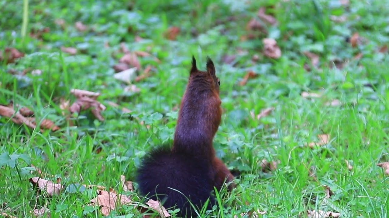 Verschiedene Szenen mit zwei Eichhörnchen / Various scenes with two squirrels.
